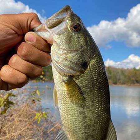 A fish caught in Booneville Lake