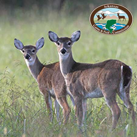 Two deer standing in a grass meadow.